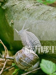 临沂哪里房子性价比高 临沂哪里房子性价比高