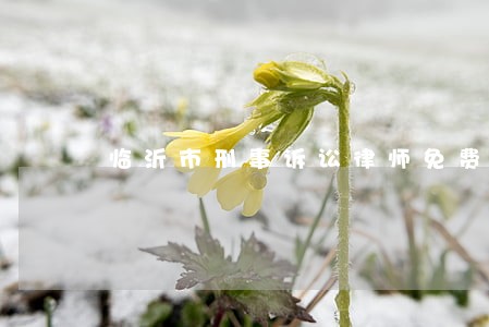 临沂市刑事诉讼律师免费法律咨询 临沂市刑事诉讼律师免费法律咨询