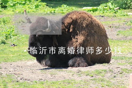 临沂市离婚律师多少钱 临沂市离婚律师多少钱