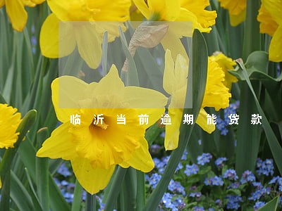 临沂当前逾期能贷款 临沂当前逾期能贷款