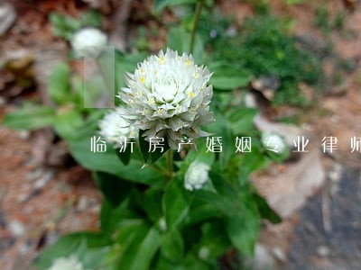 临沂房产婚姻专业律师 临沂房产婚姻专业律师