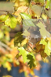 临沂挽救婚姻律师 临沂挽救婚姻律师