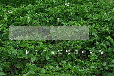 临沂沂南婚姻律师咨询 临沂沂南婚姻律师咨询
