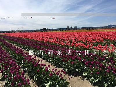 临沂河东法院执行局张立健 临沂河东法院执行局张立健