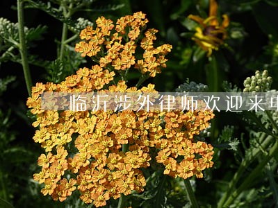 临沂涉外律师欢迎来电