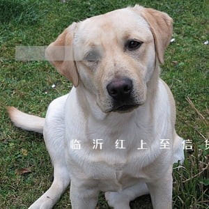 临沂红上至信贷款逾期 临沂红上至信贷款逾期