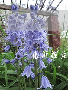 临沂罗庄区专打破产清算律师 临沂罗庄区专打破产清算律师