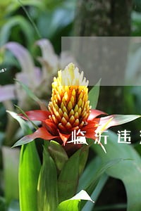 临沂违法建设拆除实施办法