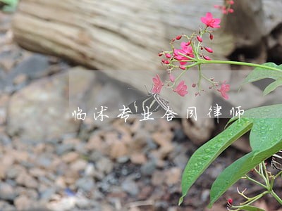 临沭专业合同律师