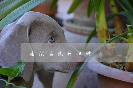 临沭县执行律师 临沭县执行律师