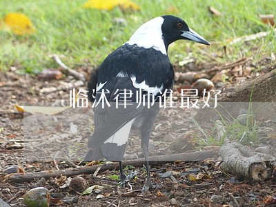 临沭律师谁最好 临沭律师谁最好