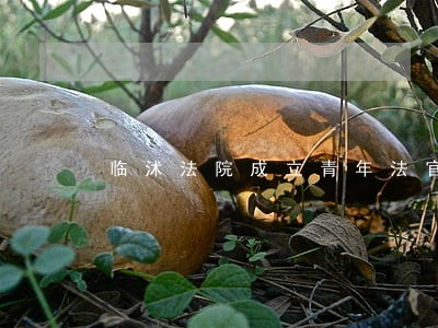 临沭法院成立青年法官协会 临沭法院成立青年法官协会