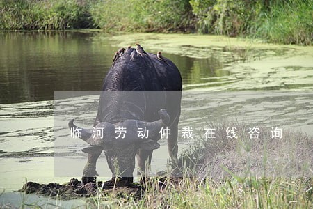 临河劳动仲裁在线咨询 临河劳动仲裁在线咨询