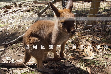 临河区破产清算在线律师 临河区破产清算在线律师