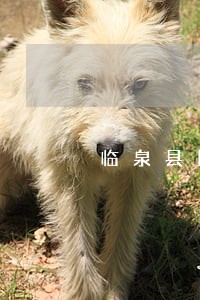 临泉县民事债务纠纷律师