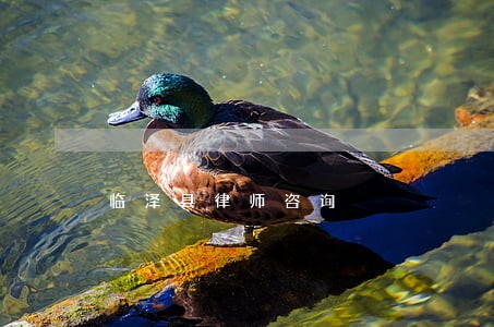临泽县律师咨询 临泽县律师咨询
