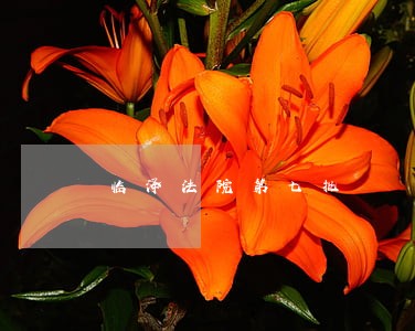 临泽法院第七批