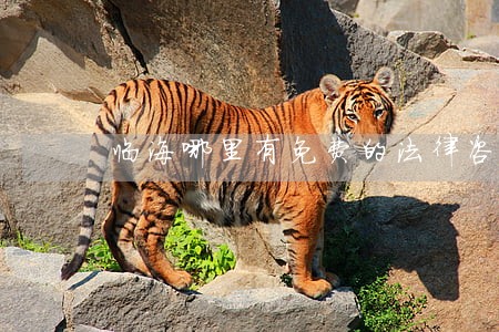 临海哪里有免费的法律咨询 临海哪里有免费的法律咨询