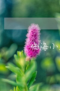 临海小芝镇房产律师咨询 临海小芝镇房产律师咨询