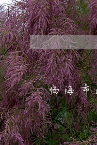 临海市法院少年庭庭长 临海市法院少年庭庭长