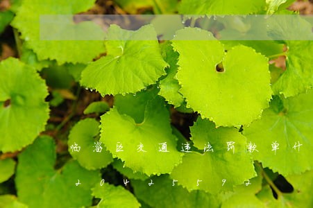 临淄区交通违法罚款单什么样/2023020425592 临淄区交通违法罚款单什么样/2023020425592