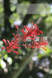 临淄区涉外专利律师 临淄区涉外专利律师