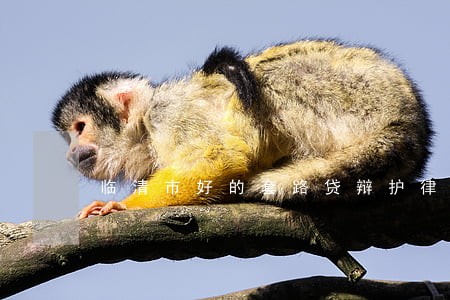 临清市好的套路贷辩护律师收费 临清市好的套路贷辩护律师收费