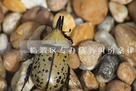 临渭区专办债务纠纷案律师 临渭区专办债务纠纷案律师