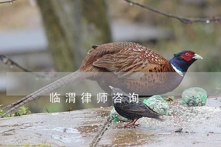 临渭律师咨询 临渭律师咨询