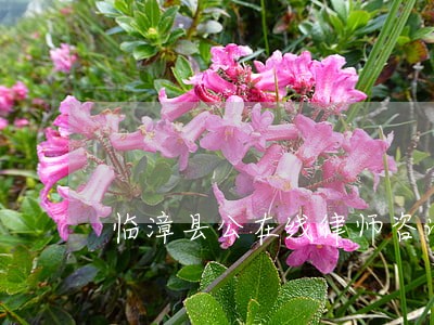 临漳县公在线律师咨询