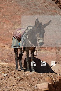 临漳县股权纠纷律师咨询电话 临漳县股权纠纷律师咨询电话