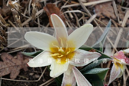 临漳县著作权律师咨询电话