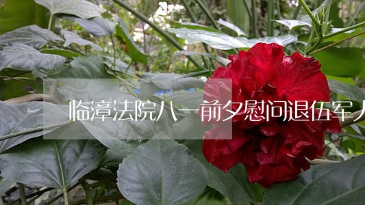 临漳法院八一前夕慰问退伍军人 临漳法院八一前夕慰问退伍军人