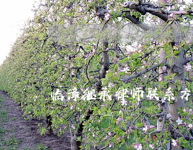 临漳继承律师联系方式 临漳继承律师联系方式
