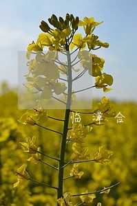 临潭合同律师 临潭合同律师