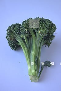 临潭知识产权维权律师