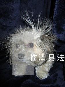 临澧县法律援助免费法律咨询热线 临澧县法律援助免费法律咨询热线