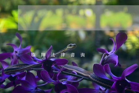 临翔法律咨询 临翔法律咨询