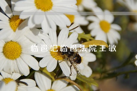 临邑吧临邑法院王敏 临邑吧临邑法院王敏