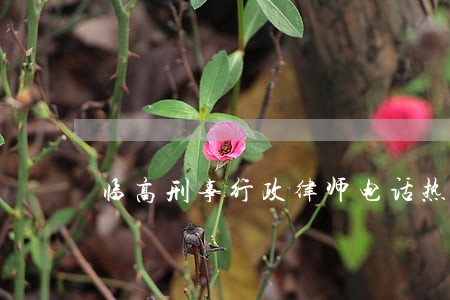 临高刑事行政律师电话热线 临高刑事行政律师电话热线