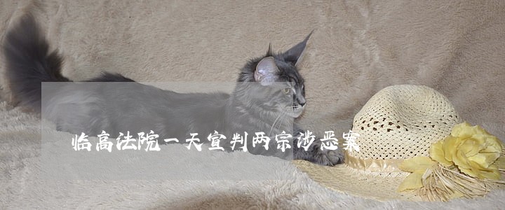 临高法院一天宣判两宗涉恶案 临高法院一天宣判两宗涉恶案