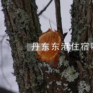 丹东东港住宿哪里好 丹东东港住宿哪里好
