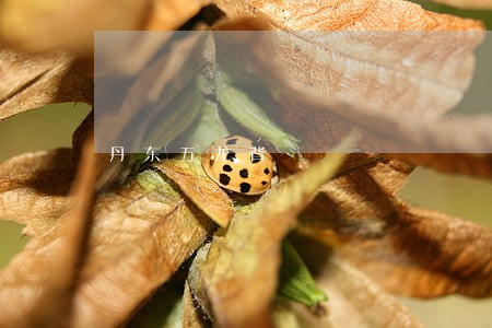 丹东五龙背 丹东五龙背