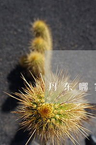 丹东哪家姑娘好 丹东哪家姑娘好