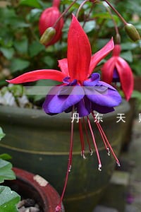 丹东天赐集团怎么样 丹东天赐集团怎么样
