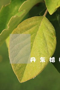 丹东婚姻登记网上预约 丹东婚姻登记网上预约