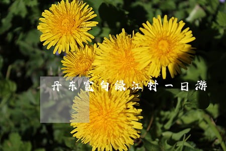 丹东宽甸绿江村一日游 丹东宽甸绿江村一日游