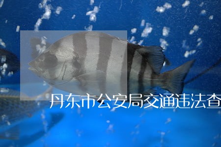 丹东市公安局交通违法查询 丹东市公安局交通违法查询