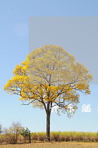 丹东继承在线律师咨询 丹东继承在线律师咨询