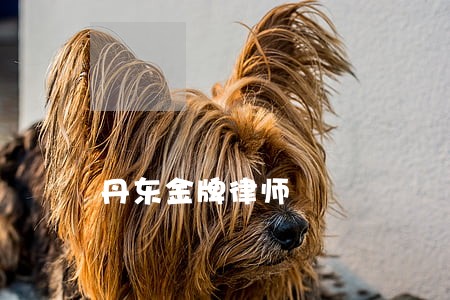 丹东金牌律师 丹东金牌律师